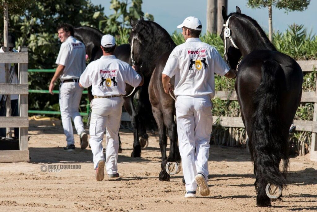 V Campeonato Nacional de Caballos Frisones