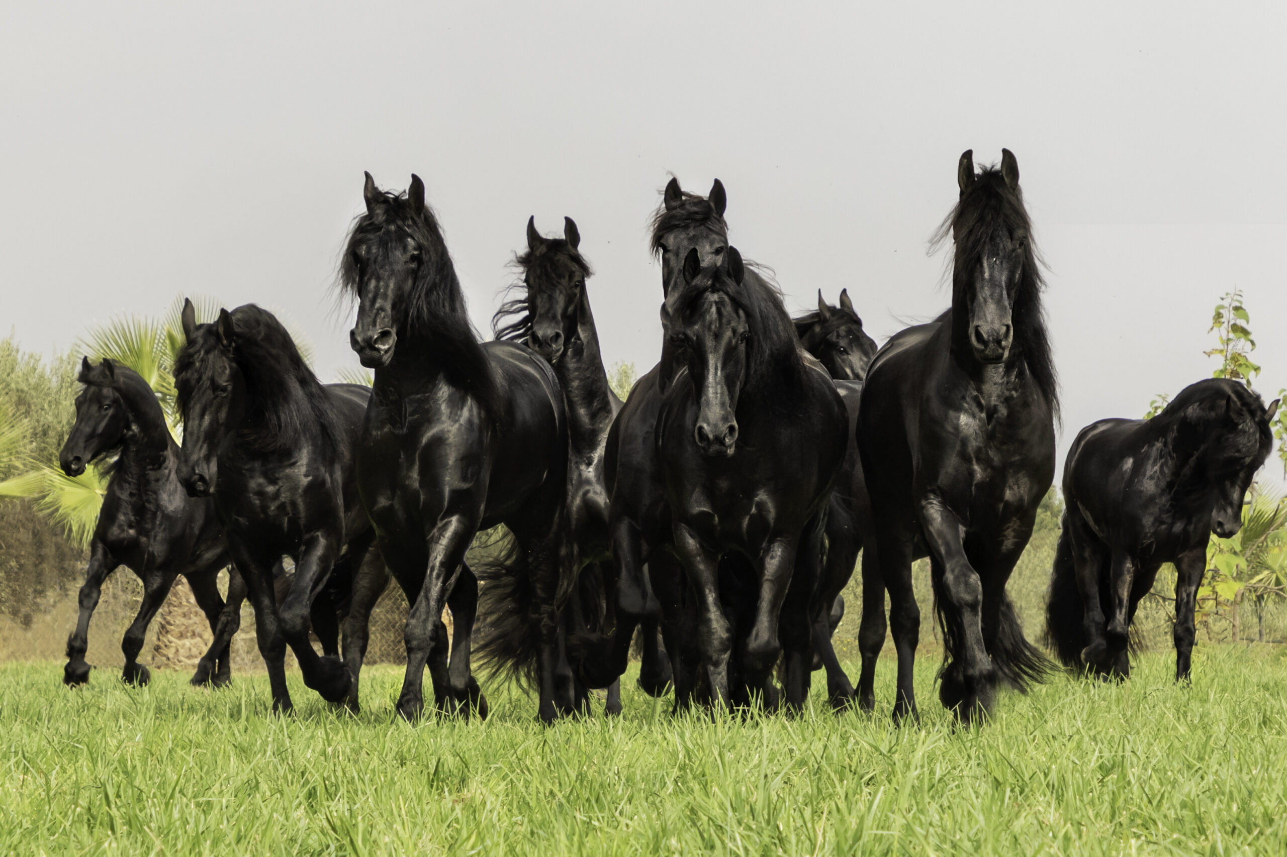 Caballos frisones de Frisones de la Cruz en la playa del Delta del Ebro